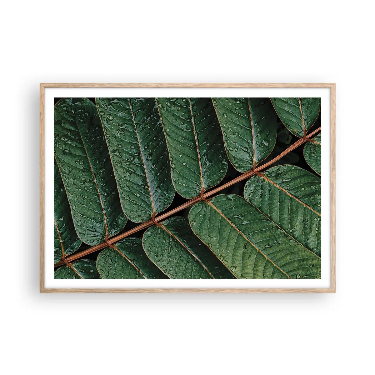 Plakat i ramme af lyst egetræ - I en grøn rytme - 100x70 cm