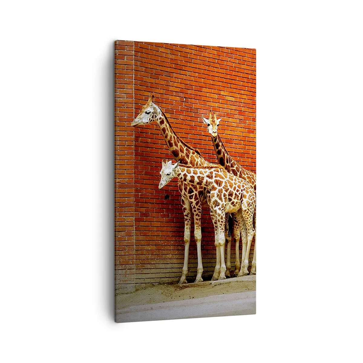 Lærredstryk - Billede på lærred - Kan du se nogen akacie? - 45x80 cm