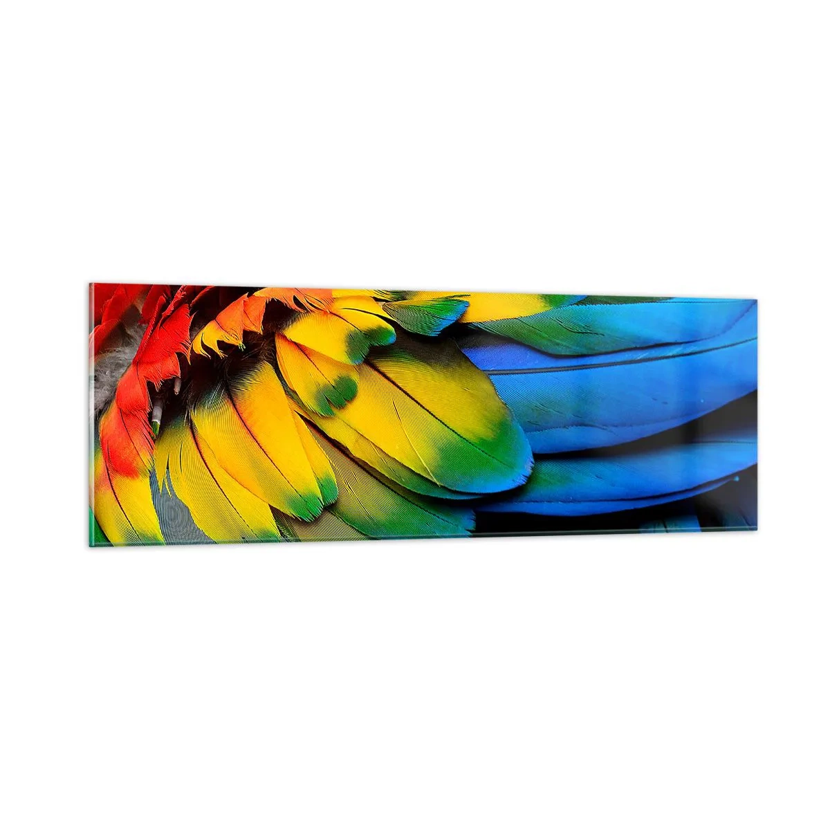 Billede på glas - Paradisfugl - 90x30 cm