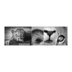 Fototapet Prøve Standard Eco - Kongelig hvalp - Dyr, Løve, Sort og hvid - 100x30 cm