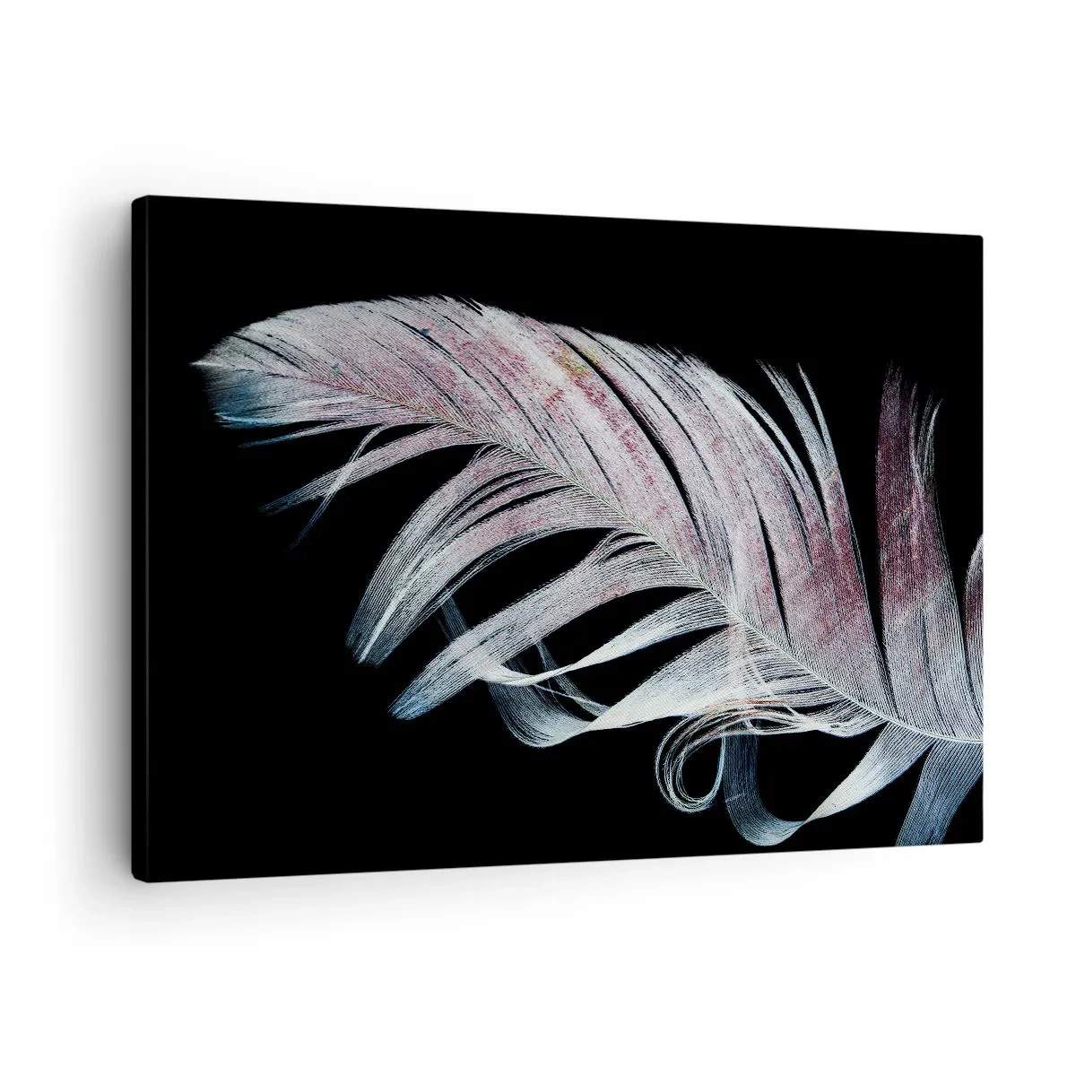 Lærredstryk - Billede på lærred - En delikat fjer på en sort baggrund i en kunstnerisk tilgang - 70x50cm - Tænk om berøring - Moderne vægdekoration til stue og soveværelse ARTTOR