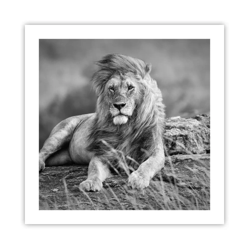 Plakat - Kongelig siesta - 50x50 cm