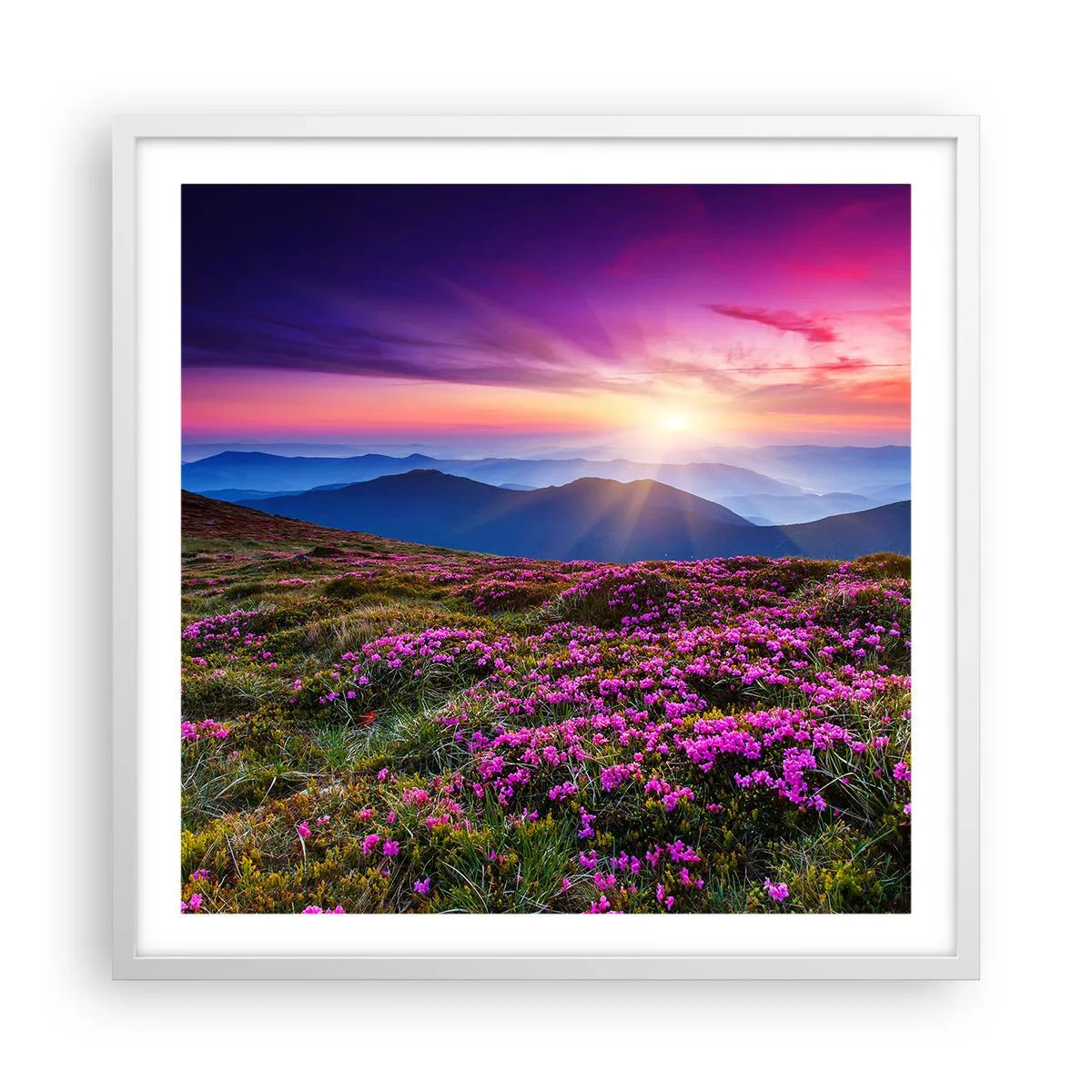 Plakat i hvid ramme - Urter duftede friske bundter fra niw - 60x60 cm