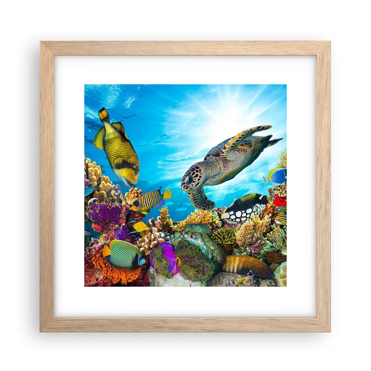 Plakat i ramme af lyst egetræ - Koralpromenade - 30x30 cm
