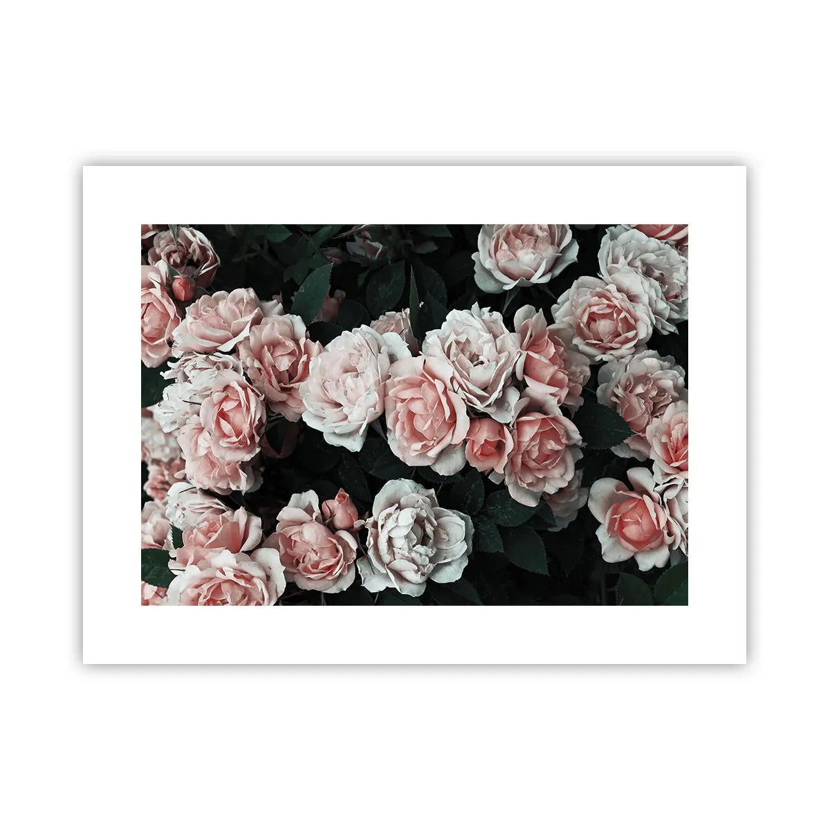 Plakat - Lyserød ansamble - 40x30 cm