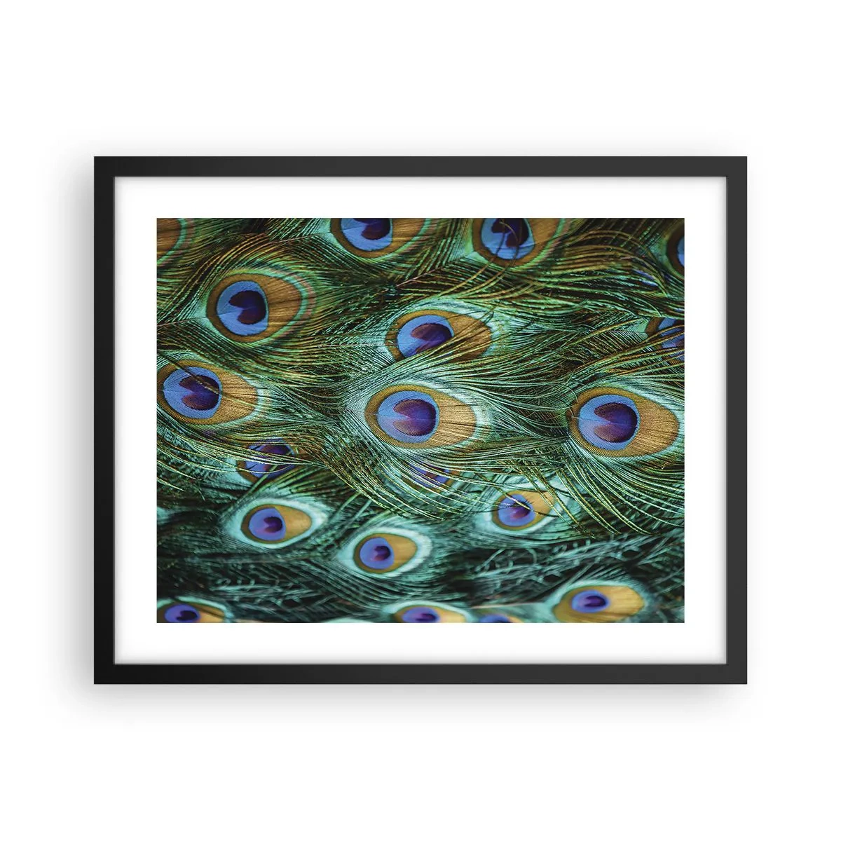Plakat i sort ramme - En påfugls blik - 50x40 cm