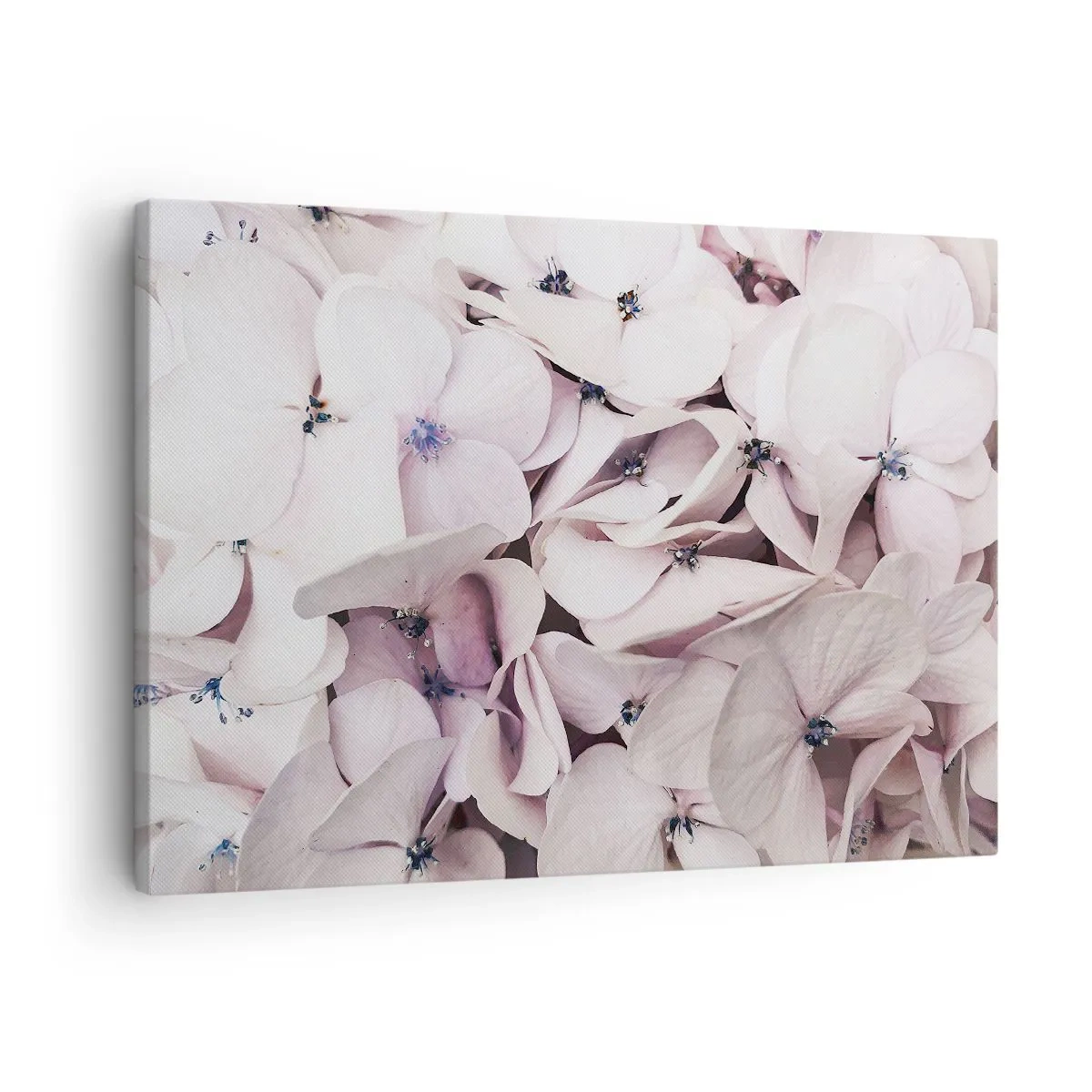 Lærredstryk - Billede på lærred - Delikate hvide hortensiaer i pastelfarver - 70x50cm - I en flod af blomster - Moderne vægdekoration til stue og soveværelse ARTTOR