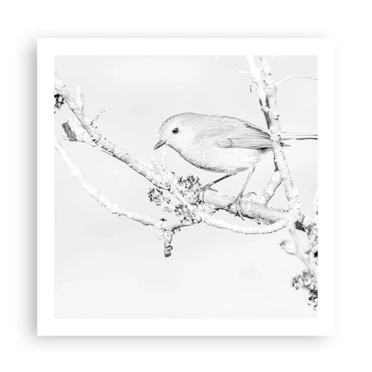 Plakat - Vintermorgen - 60x60 cm