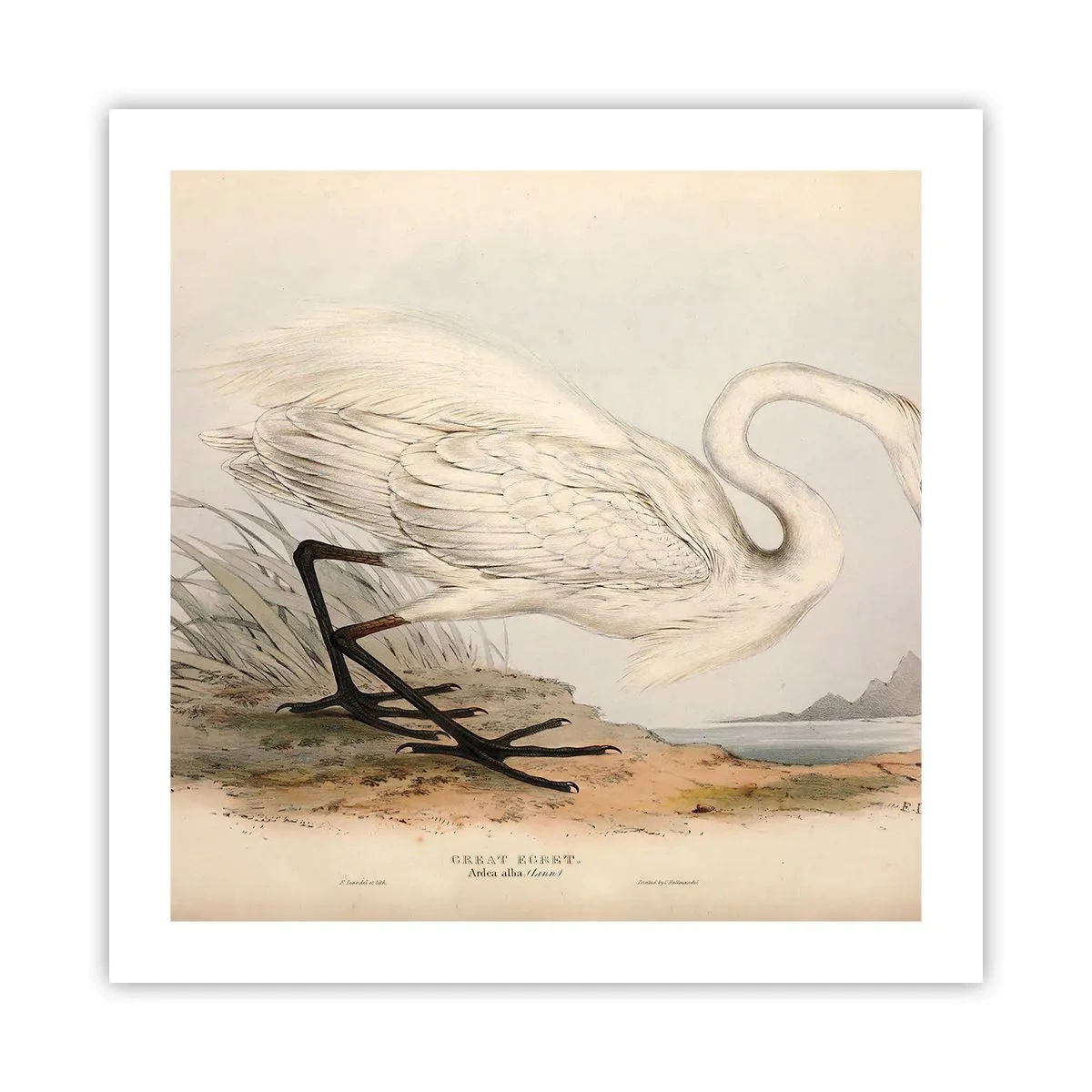 Plakat - Dame på sivene - 50x50 cm