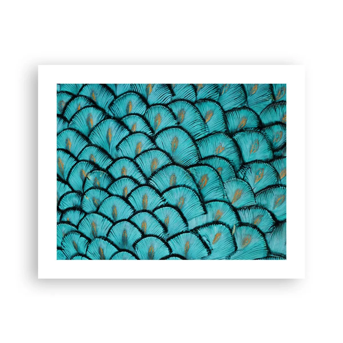 Plakat - Den store fjer-galla - 50x40 cm