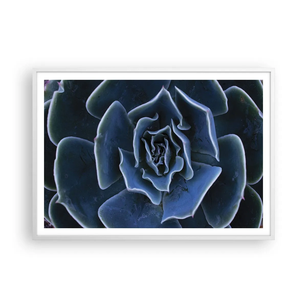 Plakat i hvid ramme - Ørkenblomst - 100x70 cm