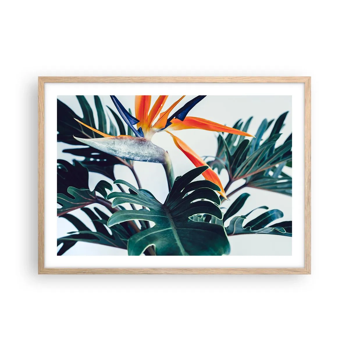 Plakat i ramme af lyst egetræ - Fuglebur - 70x50 cm