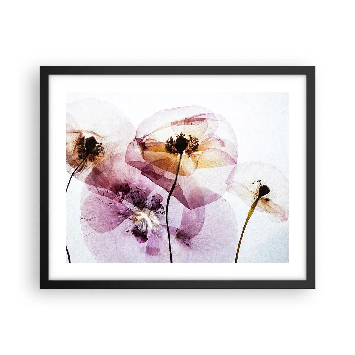 Plakat i sort ramme - Blomsterlegeme dias - 50x40 cm