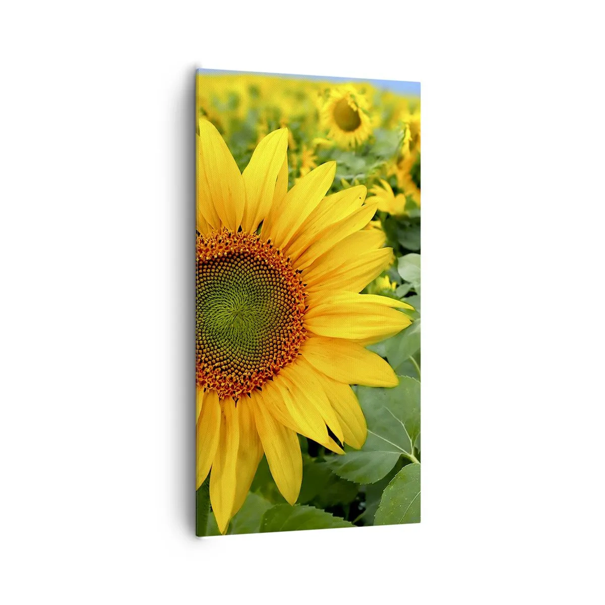 Lærredstryk - Billede på lærred - Hundredvis af sole blussede op - 65x120 cm