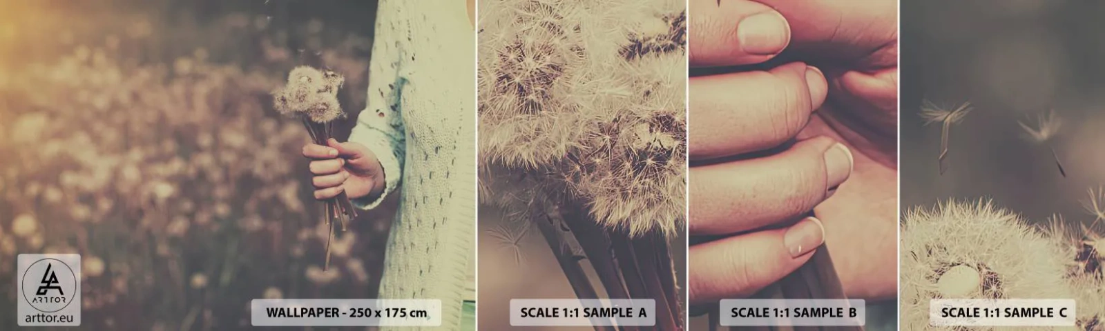 Fototapet Prøve Standard Eco - Behold dem, venligst - Mælkebøtte, Eng, Natur - 100x30 cm