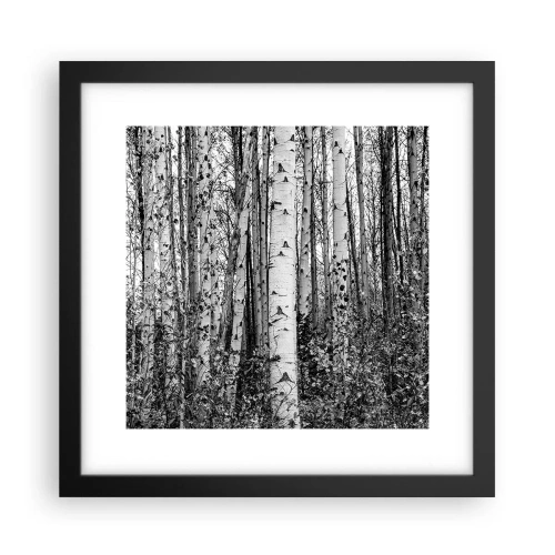 Plakat i sort ramme - Kolonnade af birk - 30x30 cm