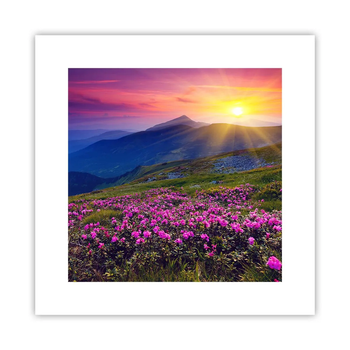 Plakat - ... Og rundt omkring dufter det af fyrretræer og krydderurter - 30x30 cm