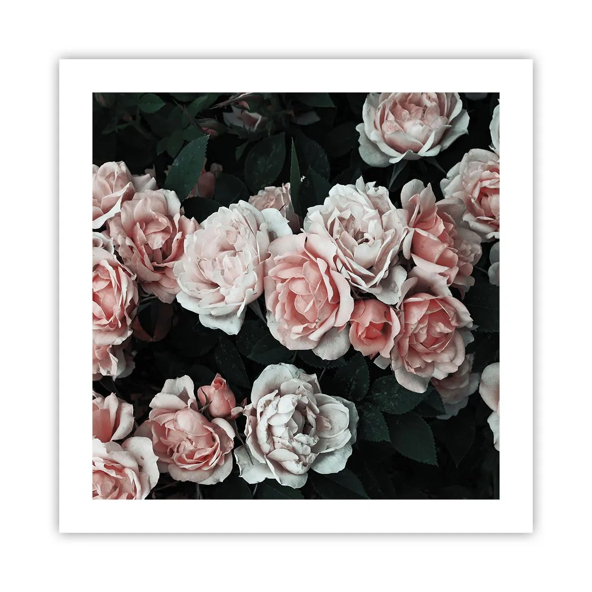 Plakat - Lyserød ansamble - 50x50 cm