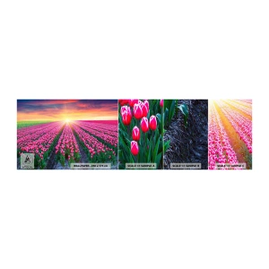 Prøve Fototapet Selvklæbende Deluxe Sticker - Skønhedsfarm - Blomster, Tulipaner, Solnedgang - 100x30 cm