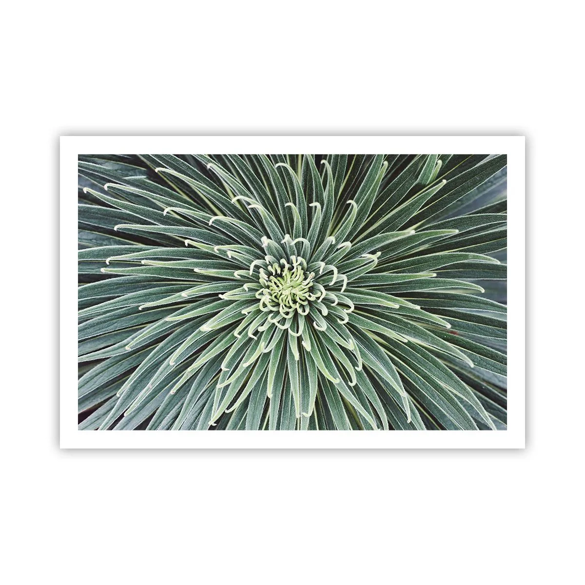 Plakat - En stjernes fødsel - 91x61 cm