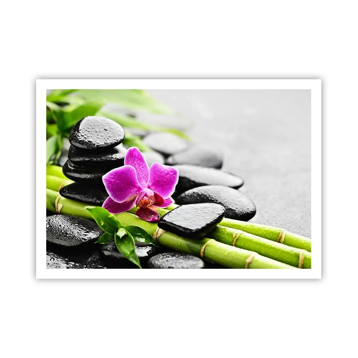 Plakat - I en fredelig balance - 100x70 cm