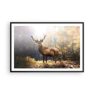 Plakat i sort ramme - I fuld majestæt - 91x61 cm