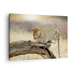 Lærredstryk - Billede på lærred - En leopard hviler på en træstamme i savannen - 70x50cm - Jeg går min egen vej - Moderne vægdekoration til stue og soveværelse ARTTOR