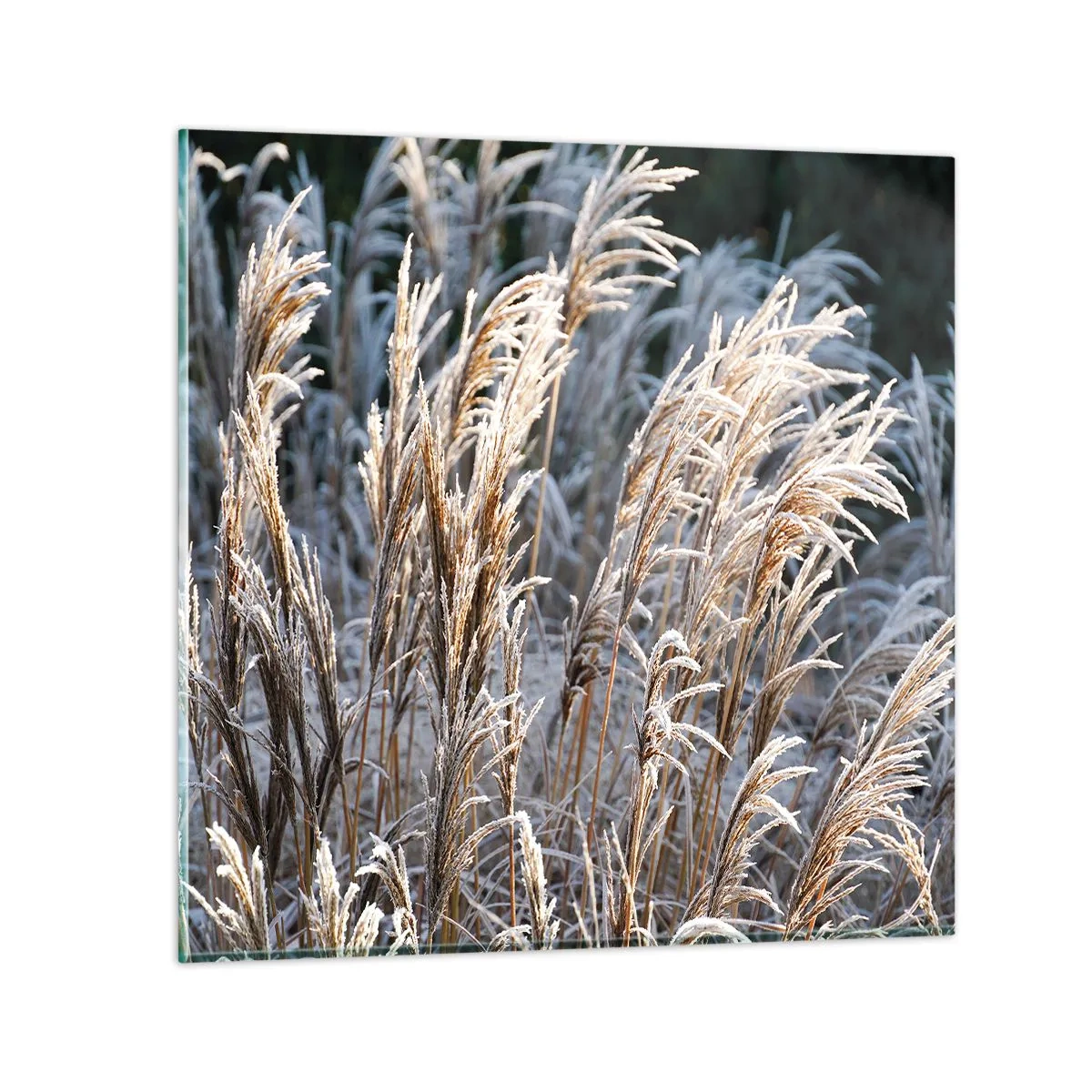 Billede på glas - Pyntet med frost - 70x70 cm