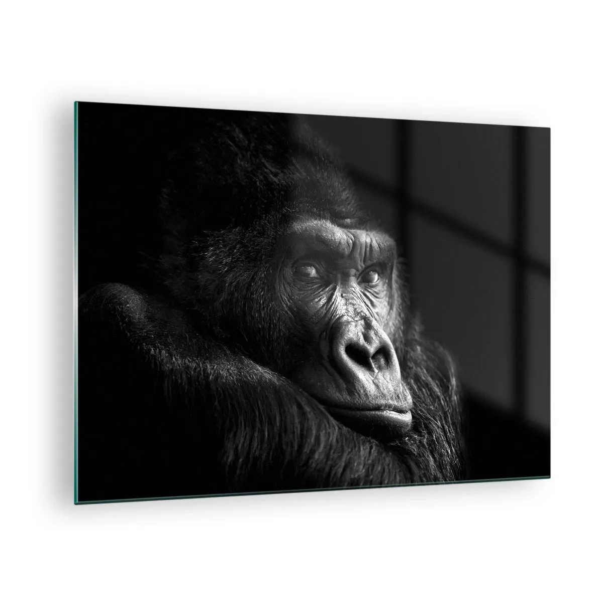 Billede på glas - Sort-hvidt portræt af en gorilla i skyggen af et vindue - 70x50cm - Og hvad kigger du på? - Moderne vægdekoration til stue og soveværelse ARTTOR