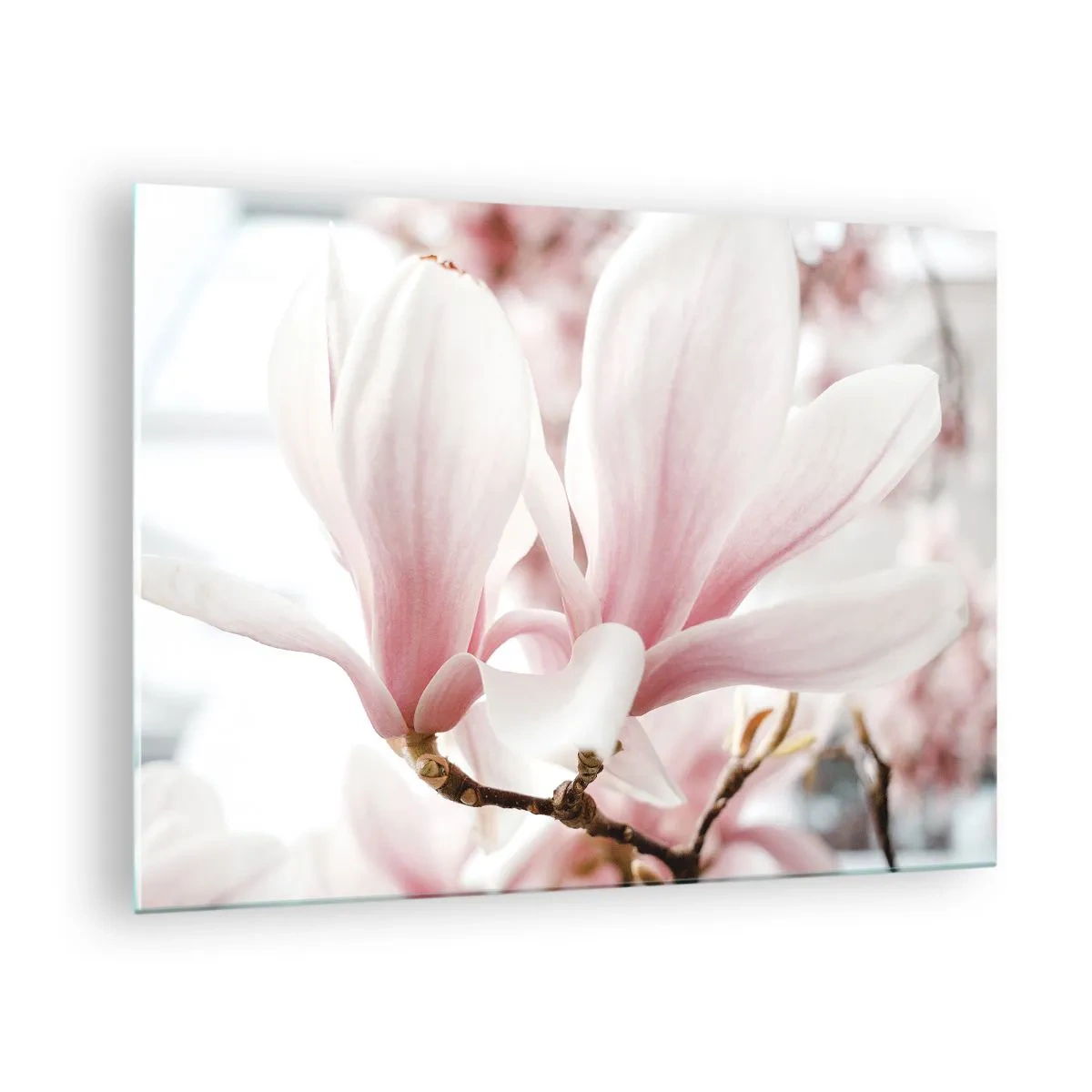 Billede på glas - Delikate lyserøde magnolier i nærbillede mod en sløret baggrund - 70x50cm - Ømhedens umådelighed - Moderne vægdekoration til stue og soveværelse ARTTOR
