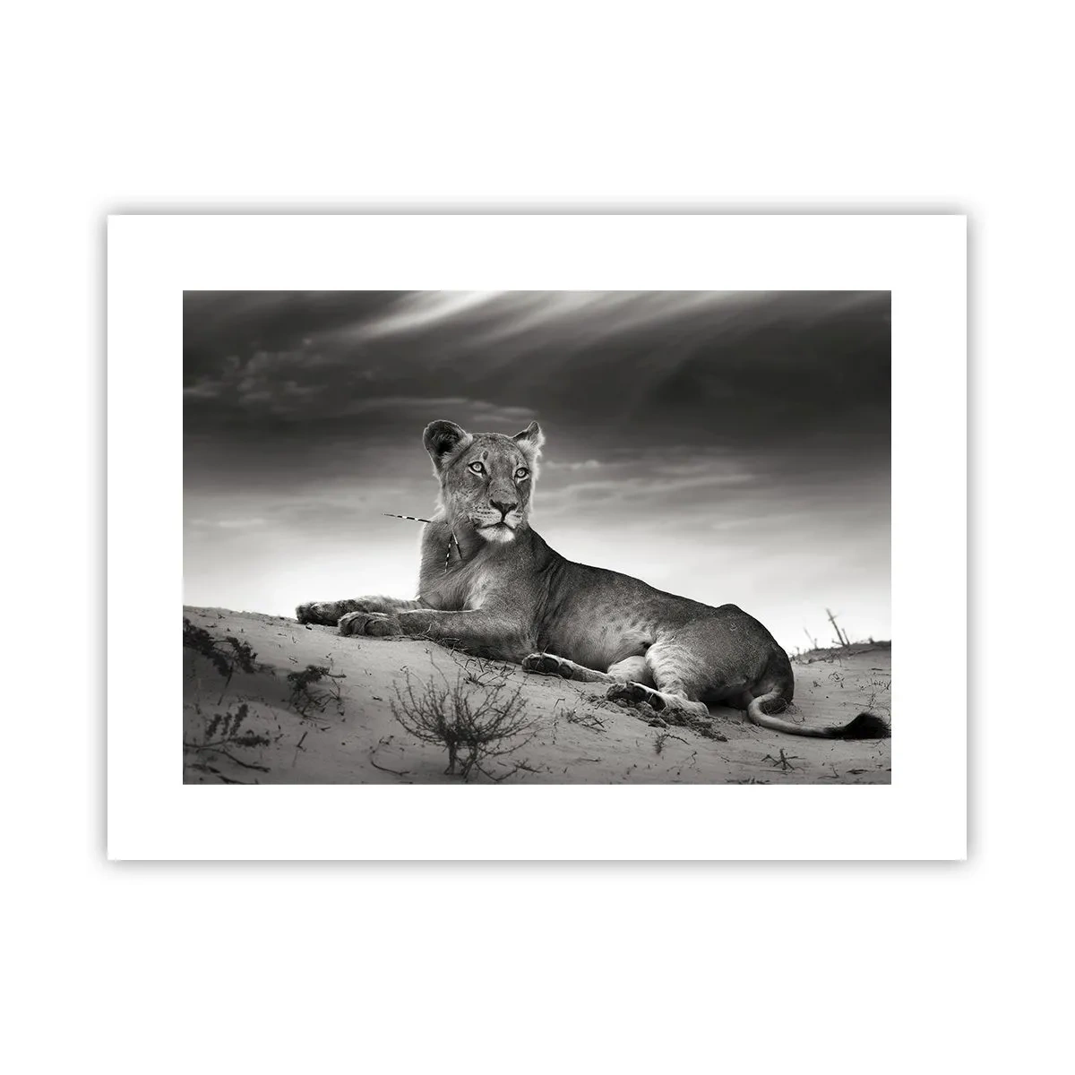 Plakat - Resten af ørkendronningen - 40x30 cm