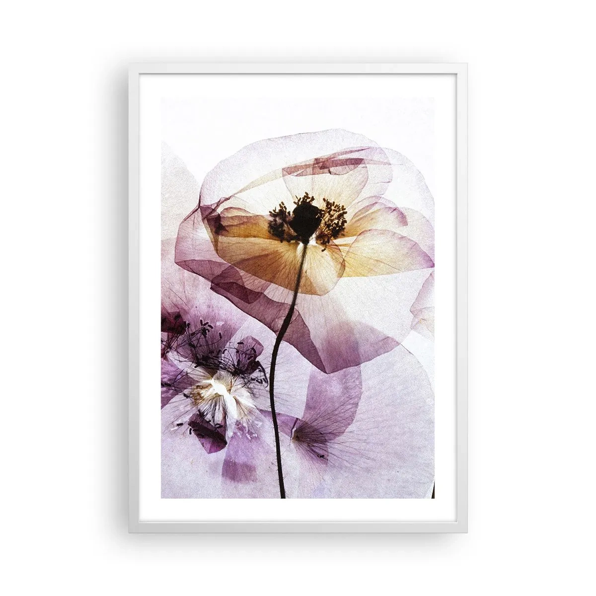 Plakat i hvid ramme - Blomsterlegeme dias - 50x70 cm