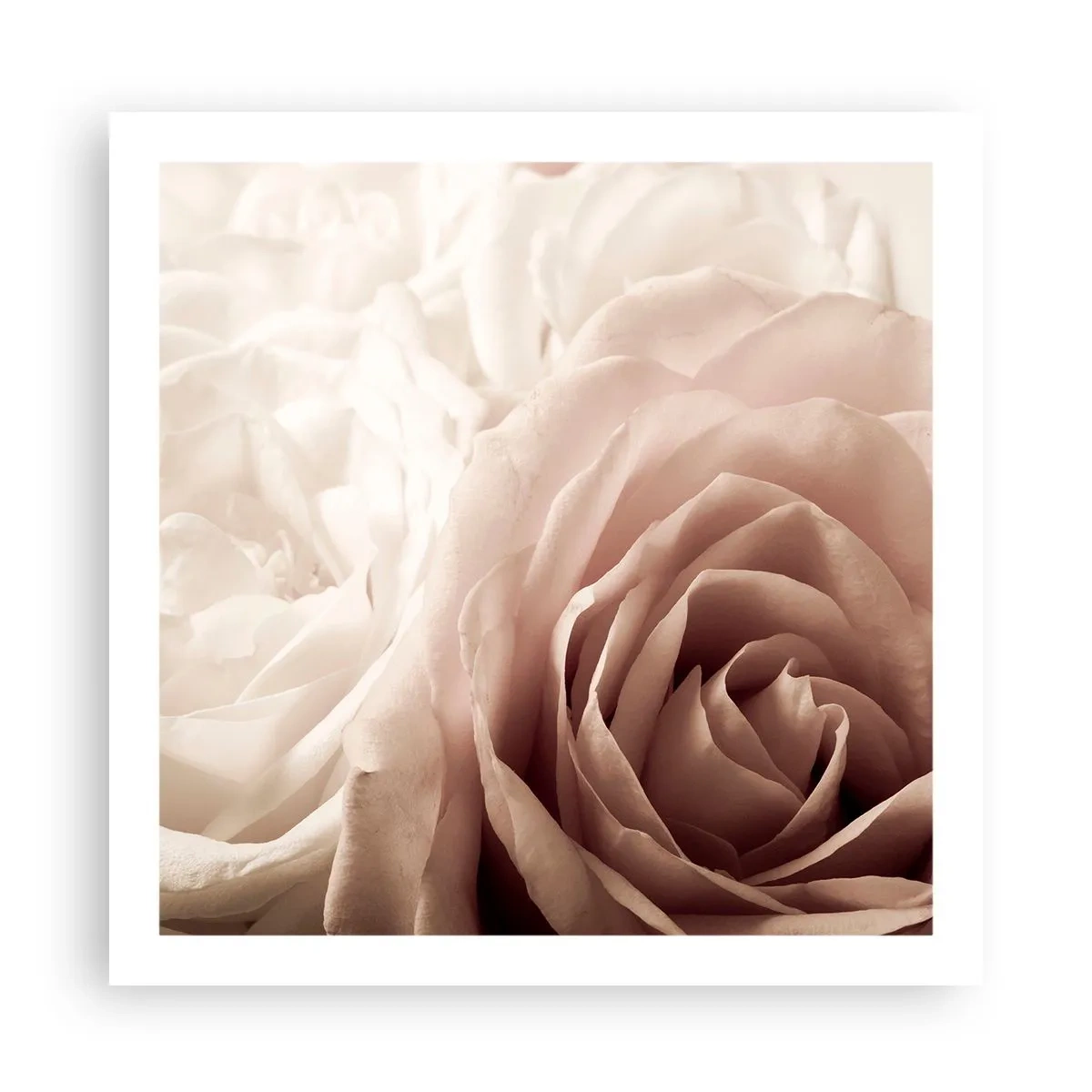 Plakat - I rosens hjerte - 60x60 cm