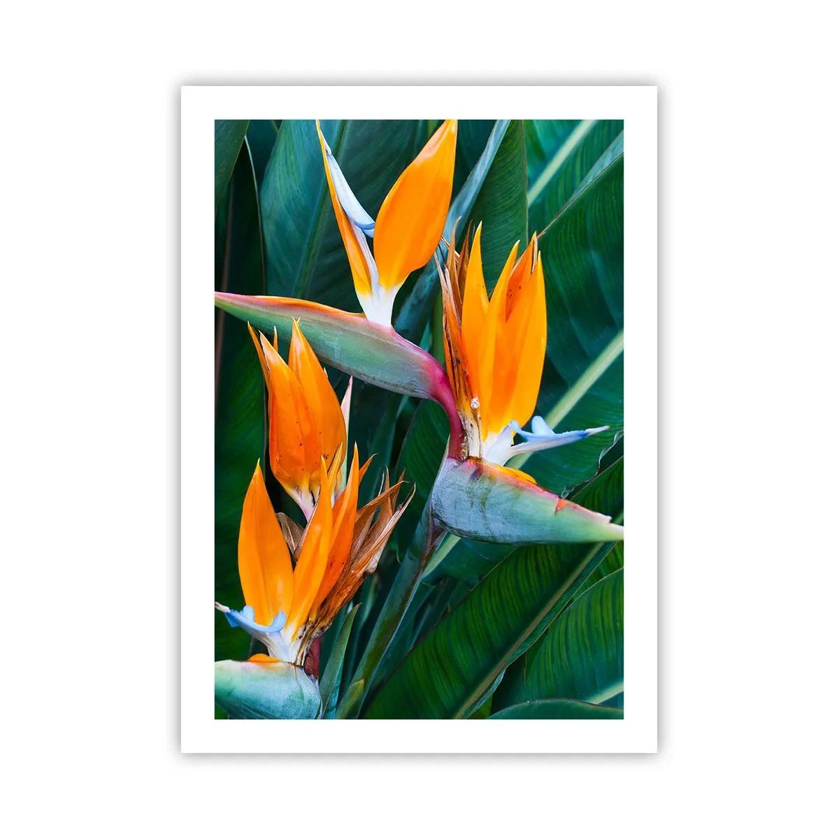 Plakat - Er det en blomst eller er det en fugl? - 50x70 cm