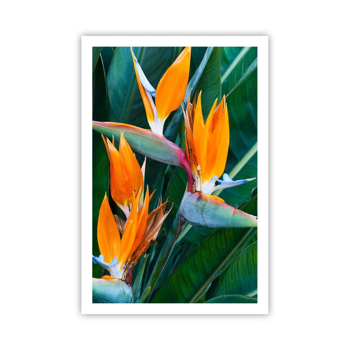 Plakat - Er det en blomst eller er det en fugl? - 61x91 cm