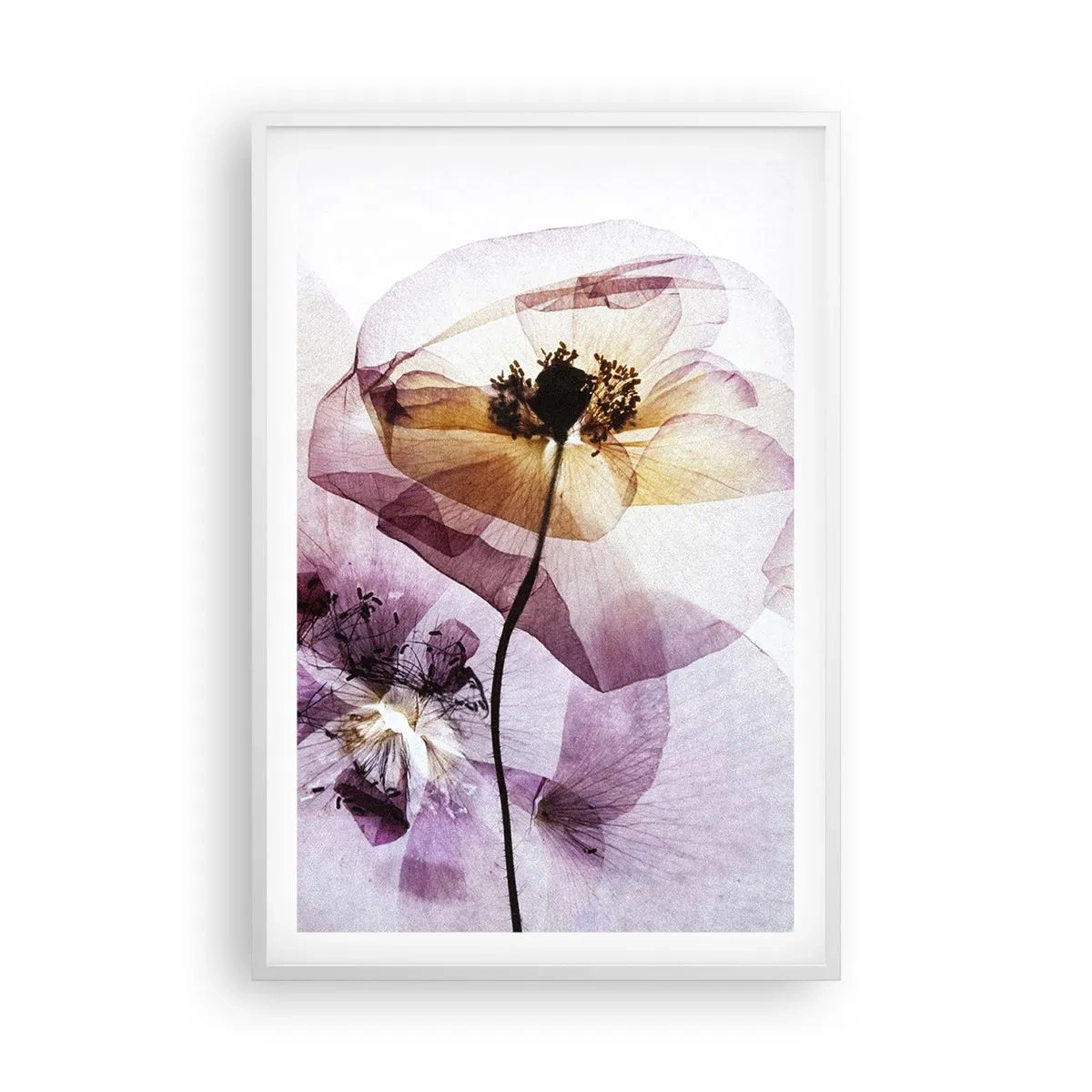 Plakat i hvid ramme - Blomsterlegeme dias - 61x91 cm