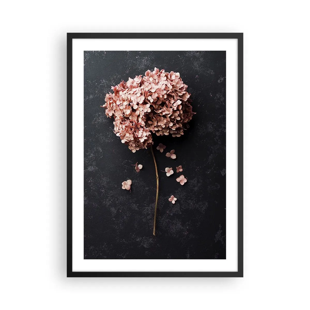 Plakat i sort ramme - Tørret hortensia på en sort baggrund - 50x70cm - Et virkelig romantisk tegn - Moderne vægdekoration til stue og soveværelse ARTTOR