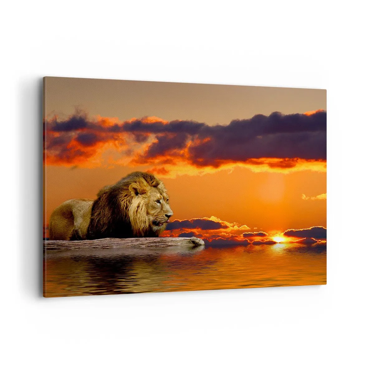 Lærredstryk - Billede på lærred - Naturens konge - 100x70 cm