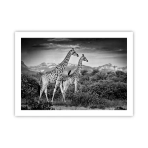 Plakat - Afrikas overklasse - 70x50 cm