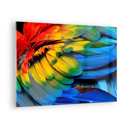 Billede på glas - Farverige papegøjefjer i intense regnbuefarver - 70x50cm - Paradisfugl - Moderne vægdekoration til stue og soveværelse ARTTOR