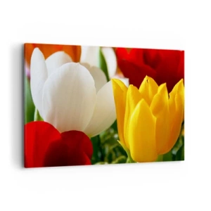Lærredstryk - Billede på lærred - Tulipanfeber - 100x70 cm