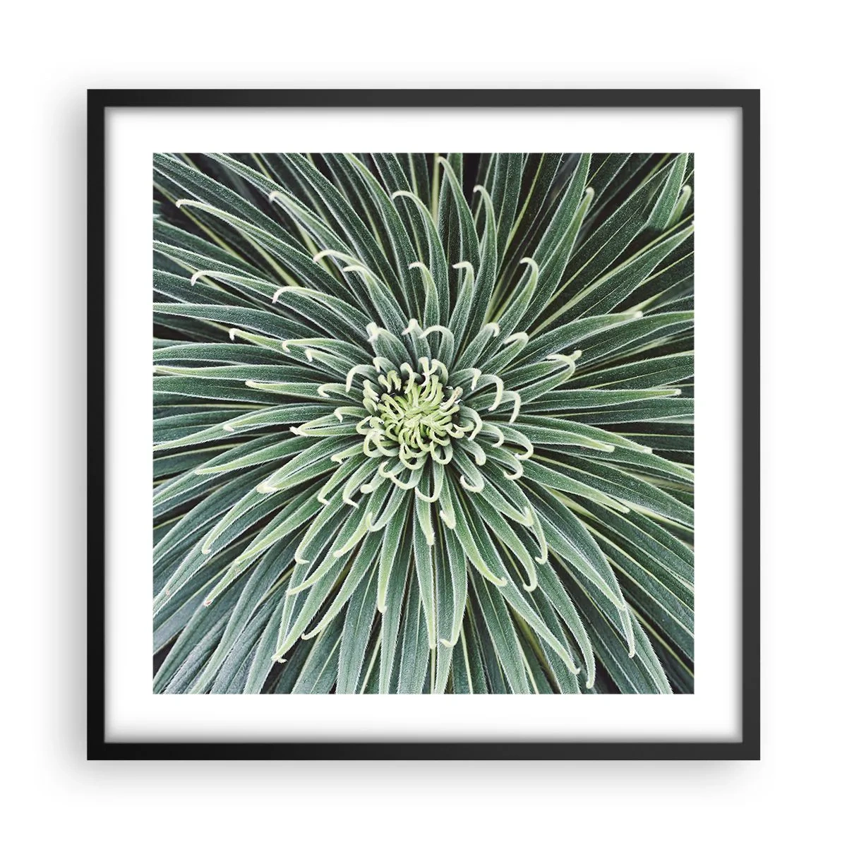 Plakat i sort ramme - En stjernes fødsel - 50x50 cm