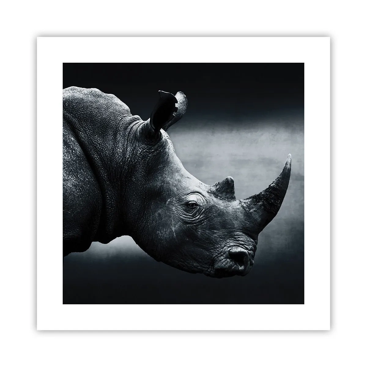 Plakat - Højre profil - 40x40 cm