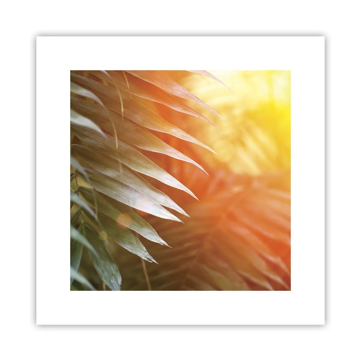 Plakat - Morgen i junglen - 30x30 cm