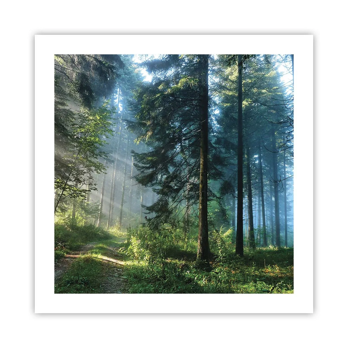 Plakat - Strålende om morgenen - 50x50 cm