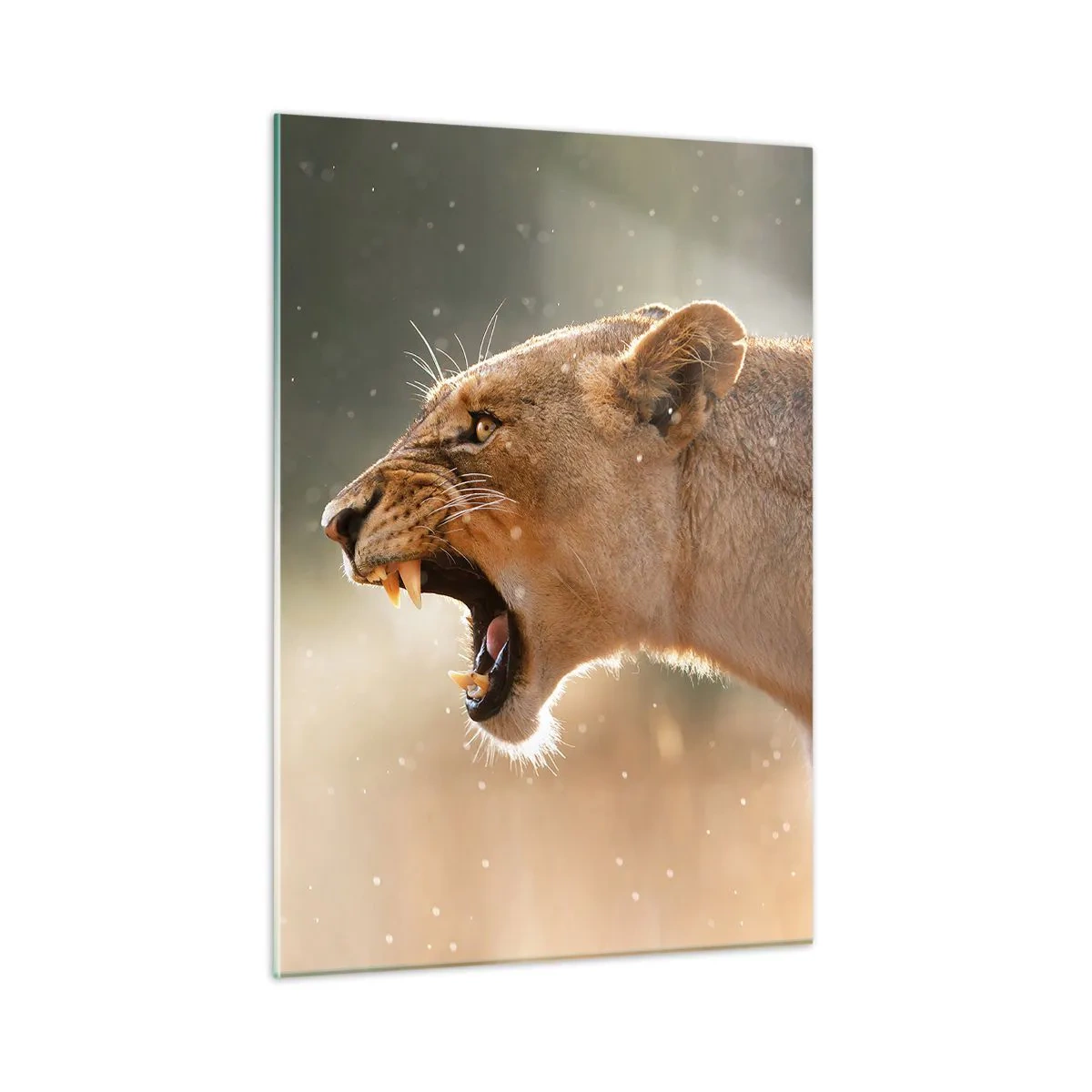 Billede på glas - Prøv ikke at lytte - 50x70 cm