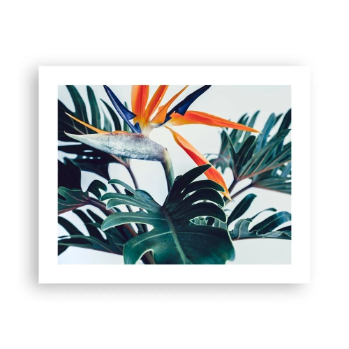 Plakat - Fuglebur - 50x40 cm