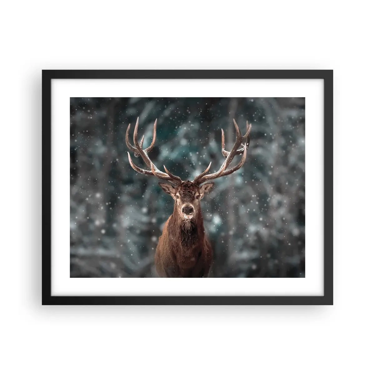 Plakat i sort ramme - Skovens konge kronet - 50x40 cm