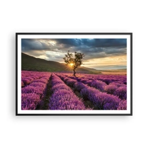Plakat i sort ramme - Lilla aroma - 100x70 cm