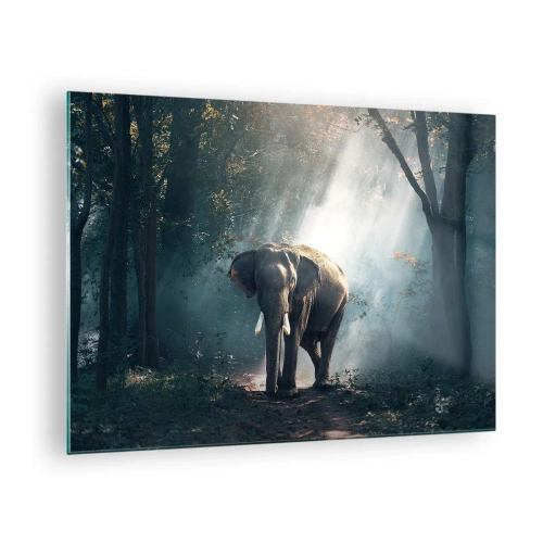 Billede på glas - En elefant går gennem skoven med sollys, der strømmer gennem træerne. - 70x50cm - En fredelig gåtur - Moderne vægdekoration til stue og soveværelse ARTTOR